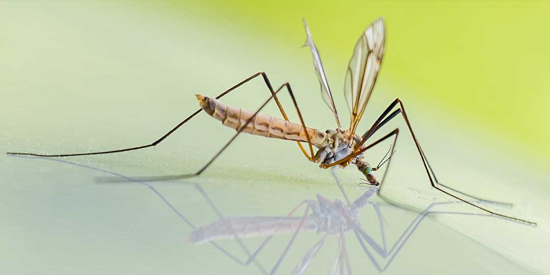 I rimedi naturali per allontanare le zanzare da casa e giardino